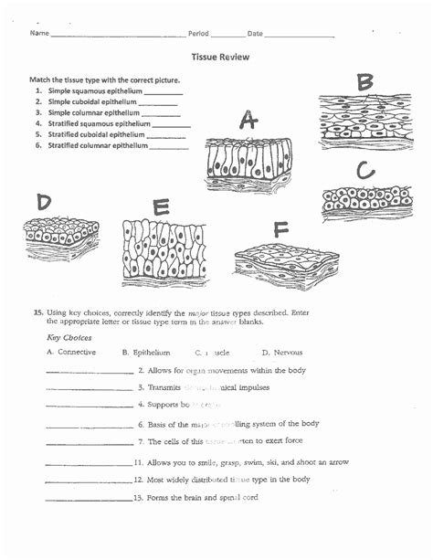 types of tissues worksheet pdf